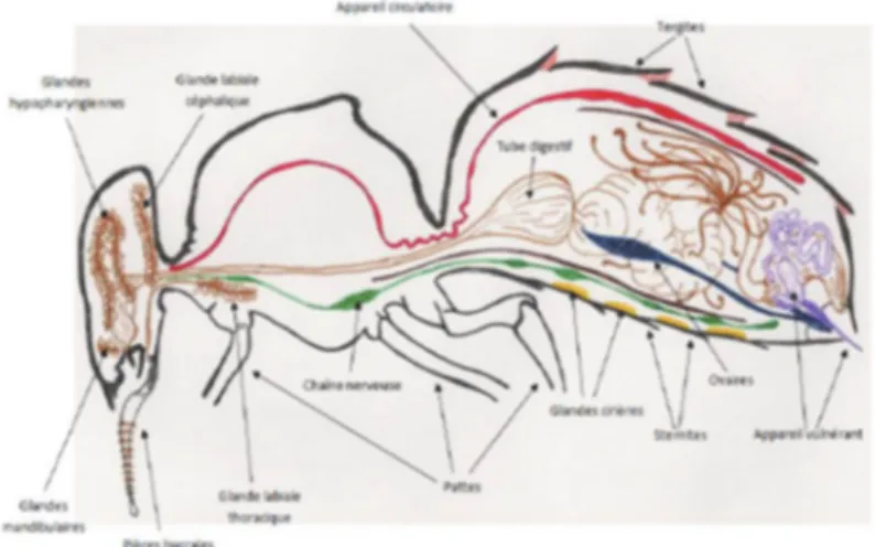 Figure 5 : Schéma de l’anatomie d’une ouvrière   