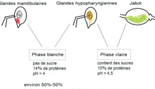 Figure 21 : Constitution et production de la gelée royale  Schéma, d’après Mateescu [en ligne] 