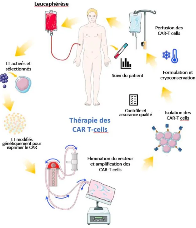 Figure 7 : Etapes de la fabrication des CAR-T cells 
