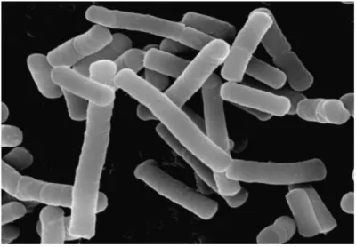 Figure 2 - Photographie au microscope électronique de bactéries lactiques 14 . 