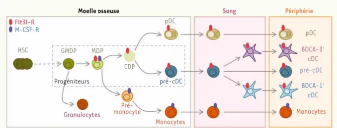 Figure 4 : différenciation et développement des cellules dendritiques humaines  (35)