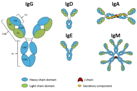 Figure 5 : les différents isotypes d’immunoglobulines (36) 