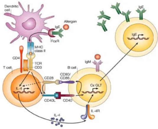 Figure 7 : les interactions entre une cellule présentatrice d’antigène, un lymphocyte T CD4+ 