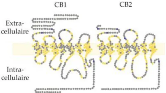Figure 5 : Structure des récepteurs CB1 et CB2 (11)    
