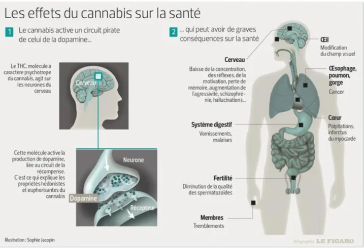 Figure 10 : effet du cannabis sur la santé (19) 