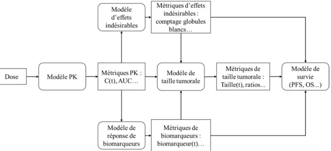 Figure 4. Structure de la modélisation en oncologie (128,129) 