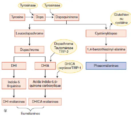 Figure 3: Synthèse de la mélanine  133