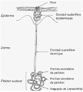 Figure 4 : Structure de la glande sudorale eccrine 3
