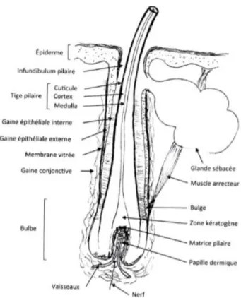 Figure 5 : Follicule pilo-sébacé  3                                                      