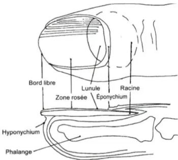 Figure 6 : Structure de l’ongle  3