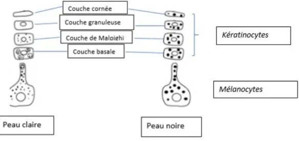 Figure 7 : Distribution des mélanosomes dans les peaux blanches et noires 3 