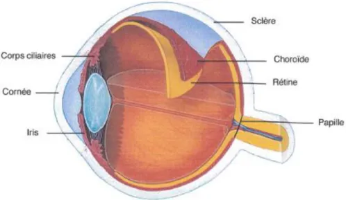 Figure 10 : Les membranes de l’oeil 24