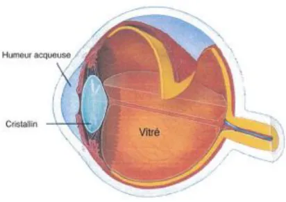 Figure 10 : Les milieux transparents 24 