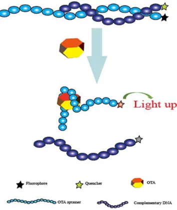 Figure  3:  Schematic  representation  of  the  fluorescent  aptasensor  for  OTA  determination based on the conformational change of aptamer