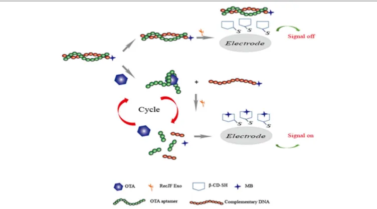 FIGURE 6 | Sensing strategy of electrochemical aptasensor for detection of OTA based on exonuclease-assistant signal amplification.