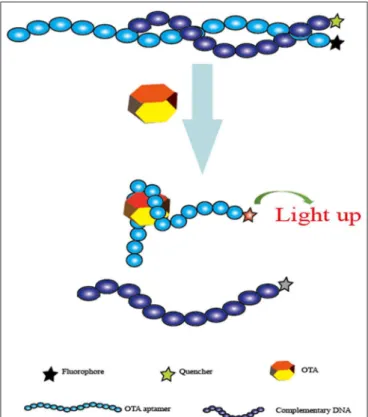 FIGURE 3 | Schematic representation of the fluorescent aptasensor for OTA determination based on the conformational change of aptamer.