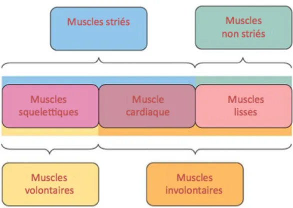 Figure 1 : les différents types de muscles 