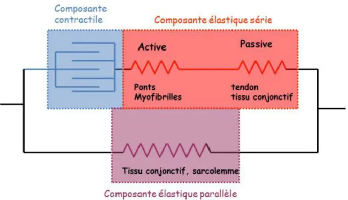 Figure 12 : Modèle mécanique à trois composantes 