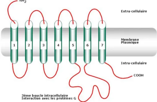 Figure n°5 : schématisation d’un récepteur couplé à la protéine G. [16] 