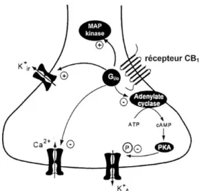 Figure n°7 : schématisation d’une terminaison synaptique et transduction du signal suite à  l’activation du récepteur CB1