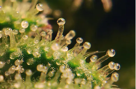 Figure n°1 : photo macroscopique des trichomes de la plante de Cannabis. [7] 