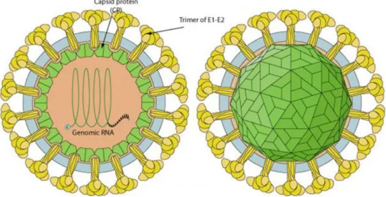 Figure 1 : Structure des Alphavirus