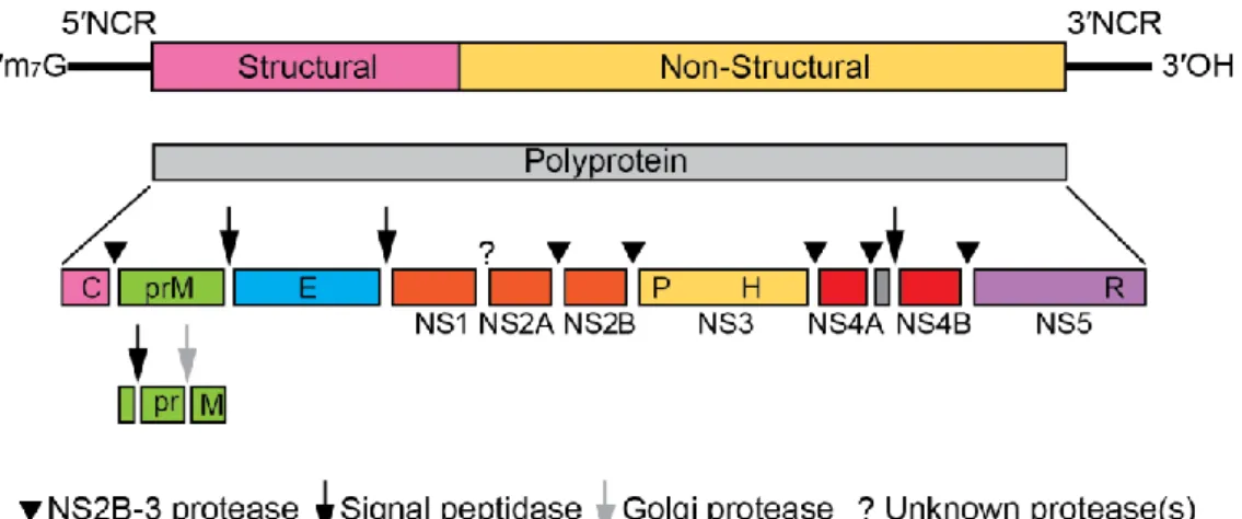 Figure 6 : Structure du génome viral du Virus de l'encéphalite à tiques    (www://talk.ictvonline.org ) 