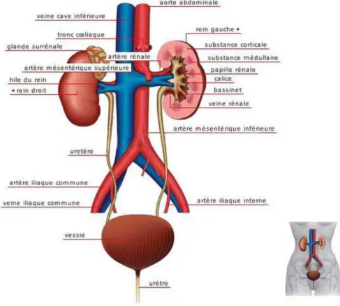 Figure 2 : Le réseau artériel et veineux du rein (3) 