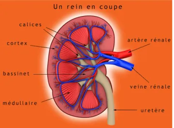 Figure 3 : L'anatomie du rein (5) 