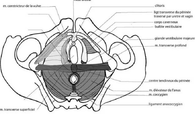 Figure 9 : Le centre tendineux du périnée (12) 