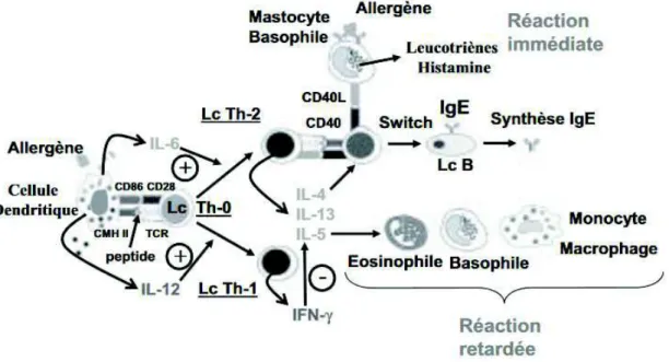 Figure 17 Schéma général de la réaction immunitaire allergène
