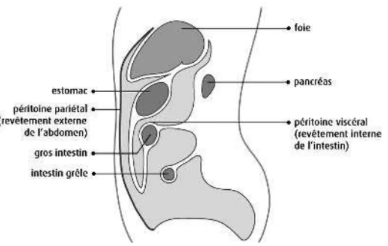 Figure 2 : Le péritoine (source site cancer.ca) 