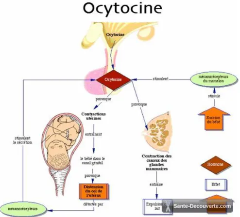 Figure 11. Mécanisme d'action de l'ocytocine. Source: sante-­­decouverte.com 