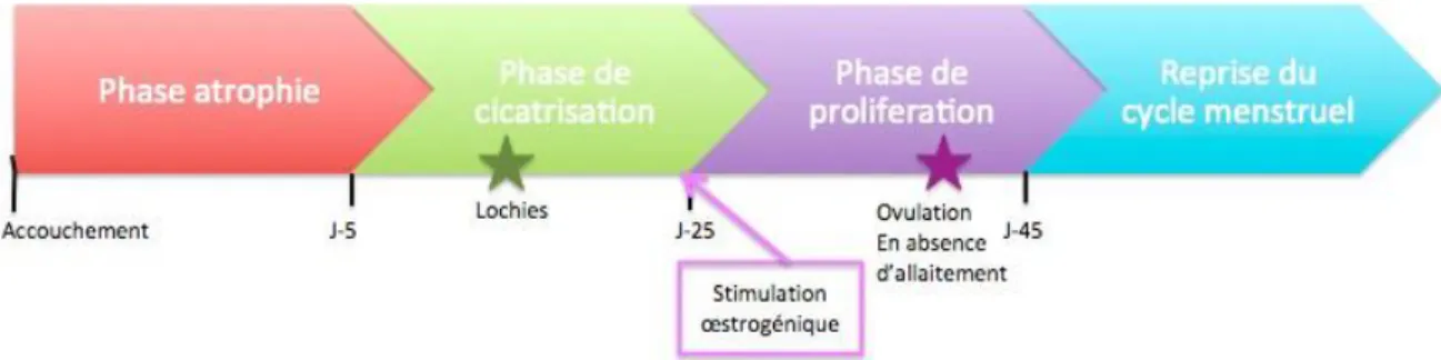 Figure 14. Frise chronologique des différentes phases de la régénération de la muqueuse utérine 
