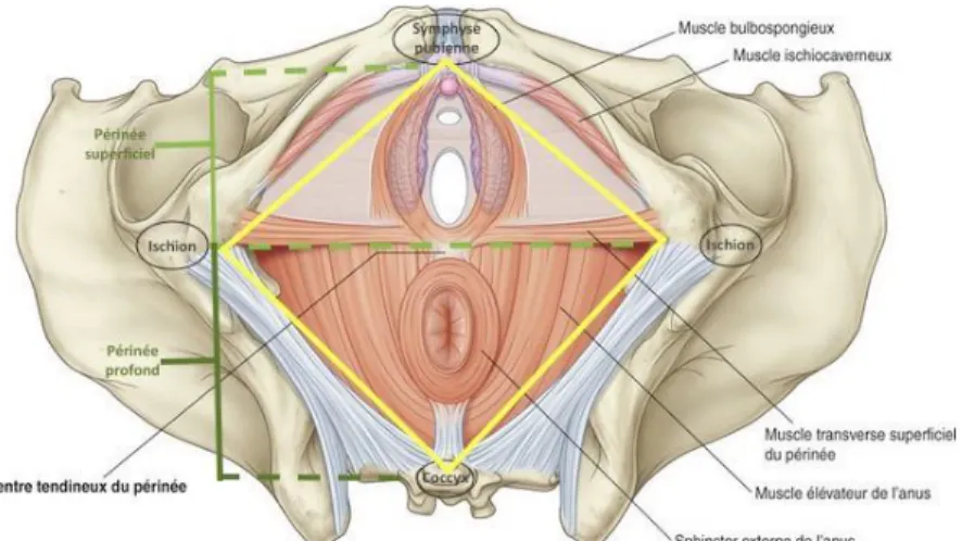 Figure 15. Vue anatomique du périnée. Source: enora-­­teyssendier.com 