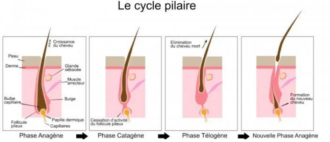 Figure 25. Le cycle pilaire. Source: kemetcare.fr 