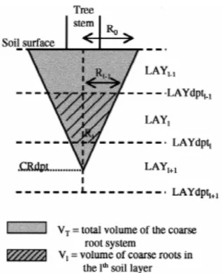Figure 1. Schematic diagram of coarse root allocation within the soil profile, where R l is the lateral extent of the coarse root system at the upper limit of the lth soil layer, CRdpt is the depth of the coarse root system, and LAYdpt is the depth of the 