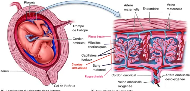 Figure  1  :  Localisation  et  vue  détaillée  du  placenta  (8).  