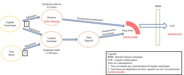 Figure  4  :  Physiopathologie  des  infections  néonatales  bactériennes  dues  à  Streptococcus  agalactiae,   les  principales  voies  de  transmission