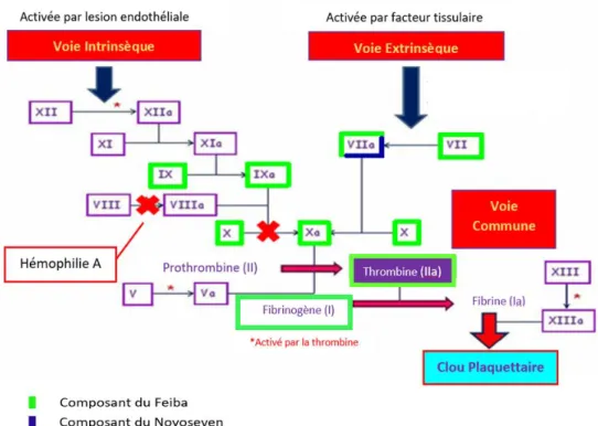 Figure  7 :  Mécanisme  d'action  de  Feiba®  et  Novoseven®  sur  la  cascade  de  coagulation  (34,45,46,47)