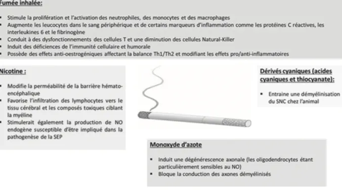 Figure 3 Effets inflammatoires de la fumée de tabac inhalée et propriétés neurotoxiques des  composés du tabac