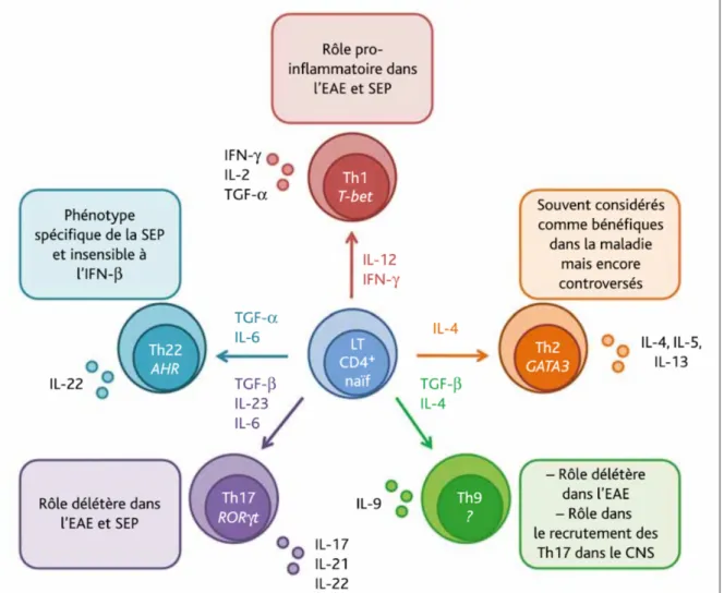 Figure 7 Différenciation des lymphocytes CD4+ en lymphocytes helper (Th) et implication dans la  SEP 