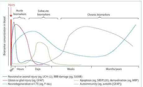 Figure  9:  Schematic  representation  of  the  time  course  of  blood-based  protein  biomarkers  linked  to  pathophysiology in traumatic brain injury 