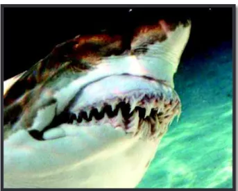 Figure 7  - Dentition d'un grand requin blanc (Aidan Martin., 2003) 