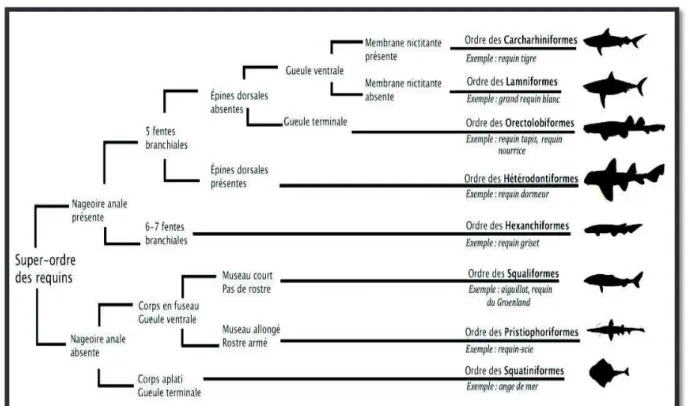 Figure 9 - Classification anatomique des huit ordres de requins  (Compagno J-V., 2001)