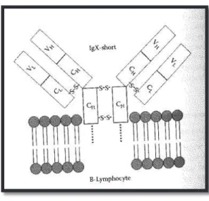 Figure 17- Schéma IgX-short. H = Chaines lourdes / L = Chaines légères / V = Variable / C = Constant (Luer et  al., 2001) 