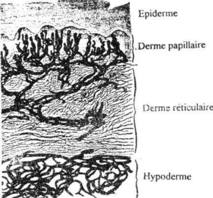 Figure 6 : Les différentes couches du derme. 8