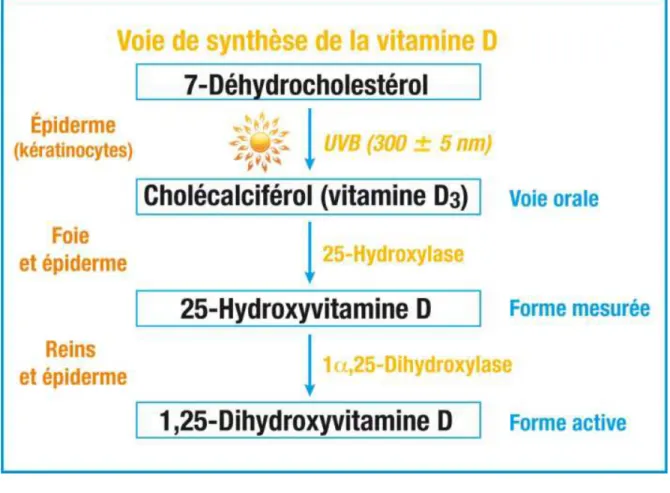 Figure 10 : Synthèse de la vitamine D3 12 . 