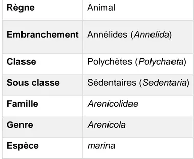 Tableau N°I : Classification systématique d’Arenicola marina (7) 