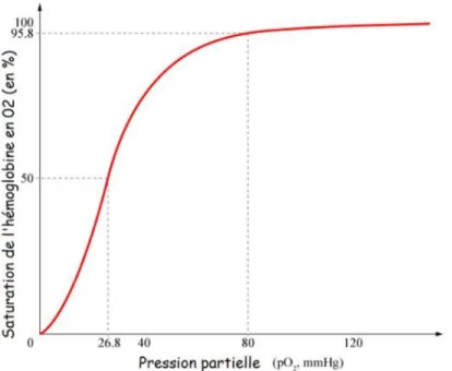 Graphique 2 : Courbe de dissociation de l'hémoglobine Humaine (17) 